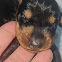 Bassotto nano kaninchen nero focato