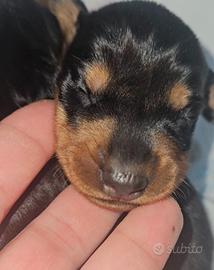 Bassotto nano kaninchen nero focato