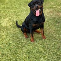 Rottweiler per monta