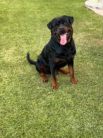 Rottweiler per monta