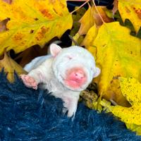 Bull terrier miniature