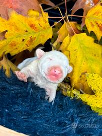 Bull terrier miniature