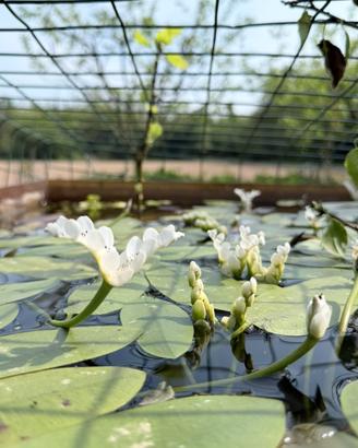 Pianta da laghetto Aponogeton distachyos