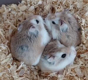 Criceto di Roborovsky