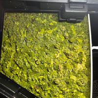 Piante galleggianti per aquario