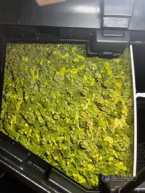 Piante galleggianti per aquario