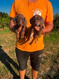 Cuccioli di Bassotto Cioccolato
