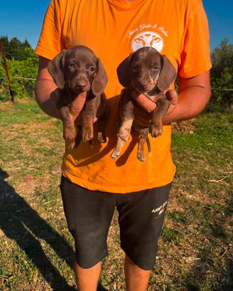 Cuccioli di Bassotto Cioccolato