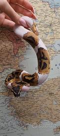 Serpente pitone pied