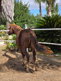 Puledro Quarter linea Rening