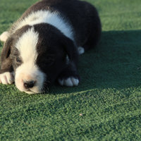 Cuccioli Pitbull terrier