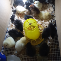 Australorp e sussex