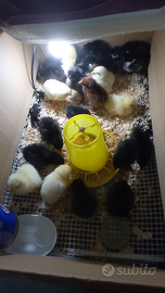Australorp e sussex
