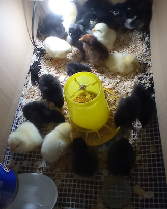 Australorp e sussex