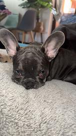 Bulldog francese