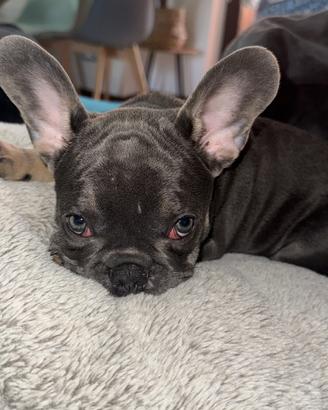Bulldog francese