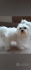 Cane per monta