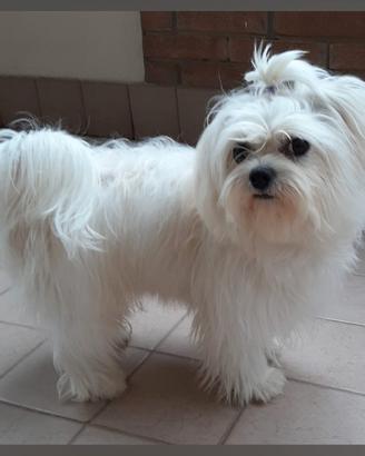 Cane per monta