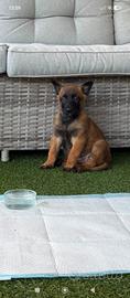 Pastore belga malinois