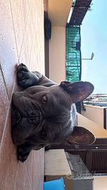 Bulldog francese