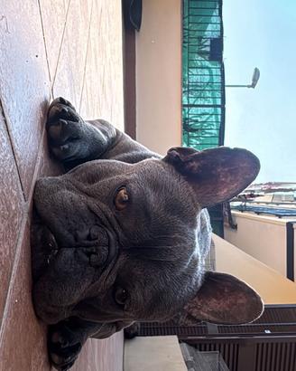 Bulldog francese