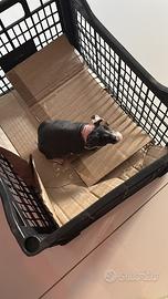 Cavia skinny