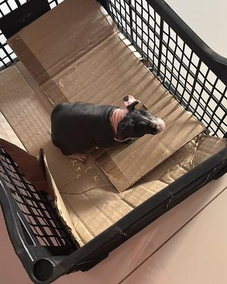 Cavia skinny