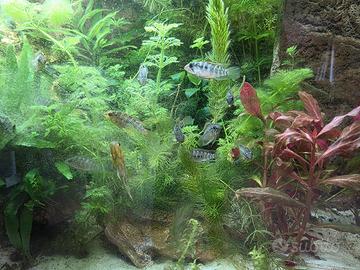 Apistogramma hongsloi