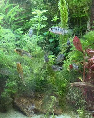 Apistogramma hongsloi