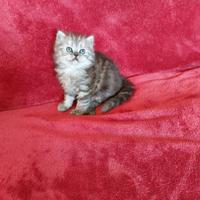 Gattina persiana tigrata chiara e scura