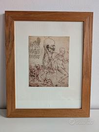Quadro - stampa Fratelli Alinari disegno Leonardo