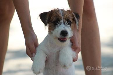 Jack russell terrier