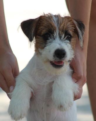 Jack russell terrier