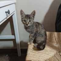 Gattina di 3 mesi