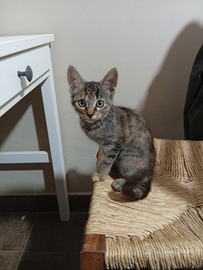 Gattina di 3 mesi