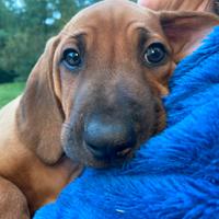 Cuccioli Rhodesian Ridgeback