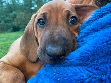 Cuccioli Rhodesian Ridgeback