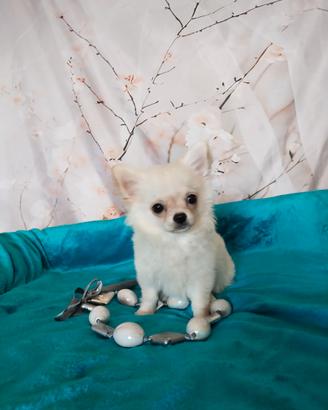 Chihuahua pelo lungo cucciolo