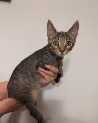 Gattini, incrocio Maine Coon