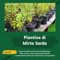 Piantine di Mirto Sardo Naturale in Vaso 16Ø cm – 