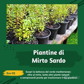 Piantine di Mirto Sardo Naturale in Vaso 16Ø cm – 