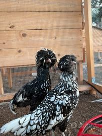 Coppia gallina padovana