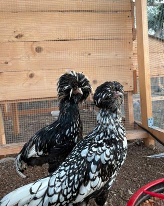 Coppia gallina padovana