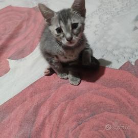 gattina