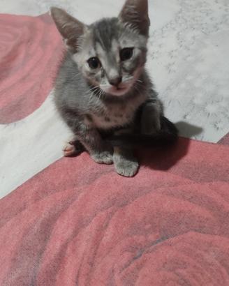 gattina
