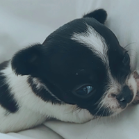 Chihuahua pedigree Enci piccolissimi leggi