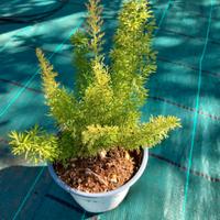 Pianta di asparagus densiflorus