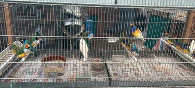 Diamanti di Gould