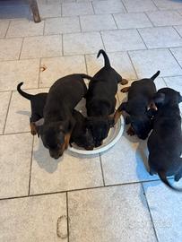 Pinscher