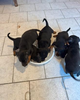 Pinscher